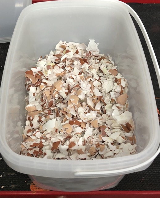 Grob zerkleinerte Eierschalen liegen in einem weißen Eimer.