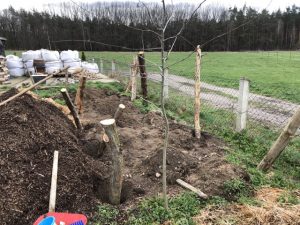 Holzpfosten stehen in gegrabenen Löchern.