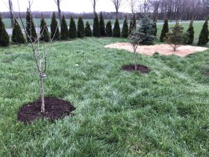 2 junge Obstbäume mit Baumscheibe aus Holzhackschnitzeln.