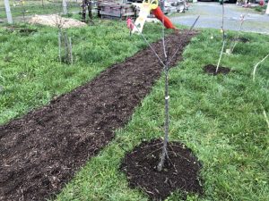 Junge Obstbäume mit Baumscheiben aus Holzhackschnitzeln.