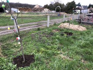 2 junge Obstbäume mit Baumscheibe aus Holzhackschnitzeln.