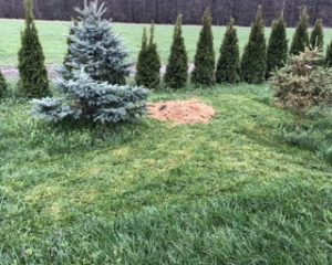 2 kleine Nadelbäume auf einer grünen Wiese.
