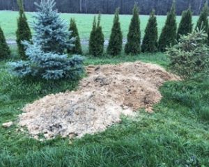 2 kleine Nadelbäume auf einer grünen Wiese.