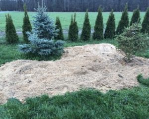 2 kleine Nadelbäume auf einer grünen Wiese mit Sägespäne.